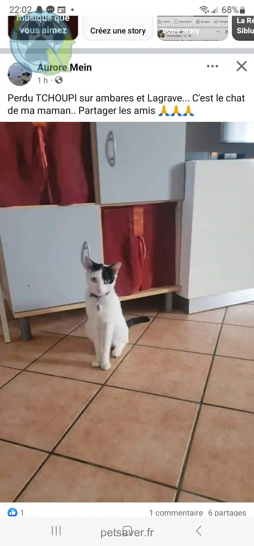 Chat Perdu 33 Gironde - Tchoupy Chat Perdu 33 Gironde - Tchoupy