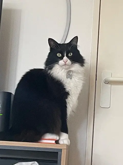 Kater vermisst 33700 Mérignac Teeny Kater lost 33700 Mérignac Teeny
