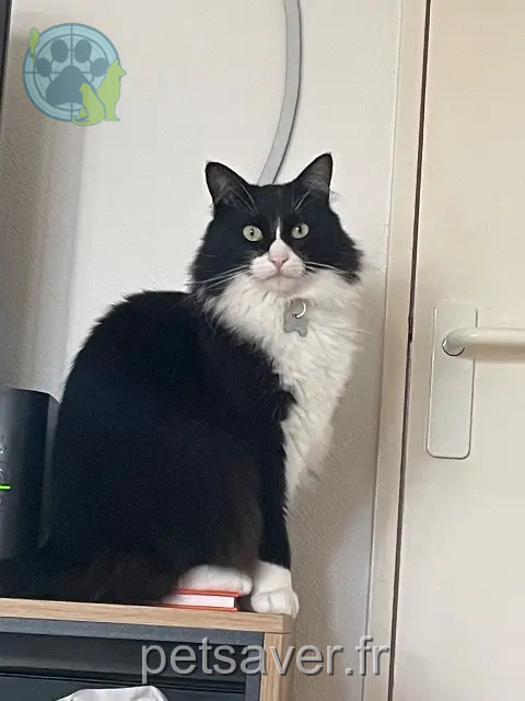 kater vermist 33700 Mérignac Teeny kater lost 33700 Mérignac Teeny