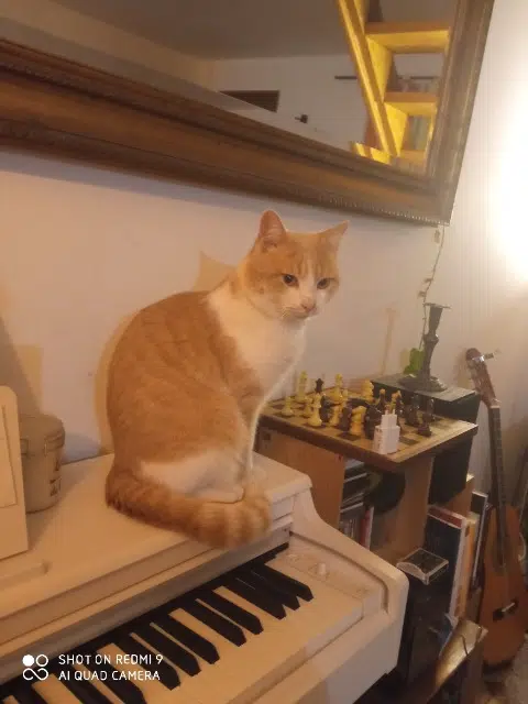 chat lost   33480 Castelnau-de-Médoc Tichat