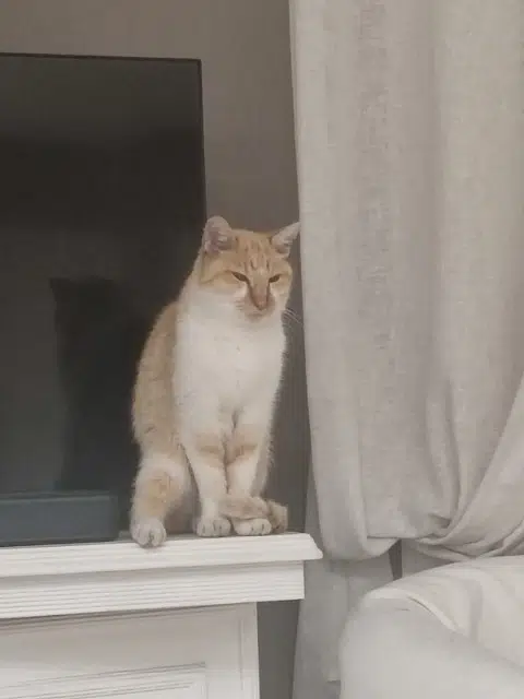 chat lost   33600 Pessac Tigrou