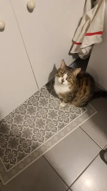 chat lost   33380 Biganos Tigrou