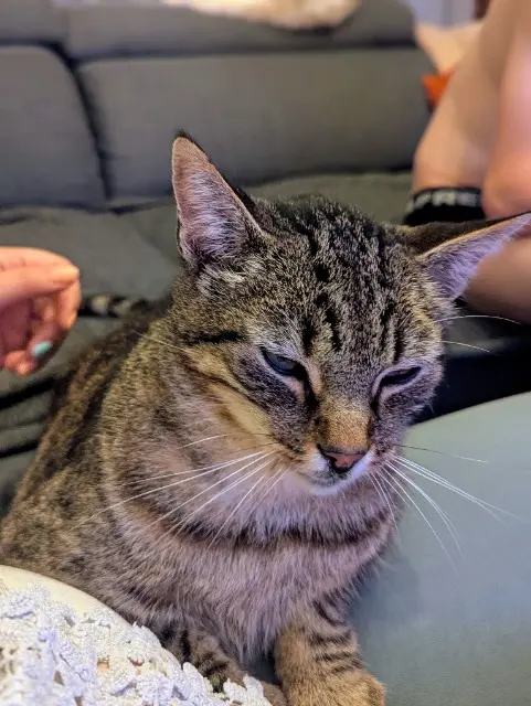 chat lost   33127 Saint-Jean-d'Illac Tigrou