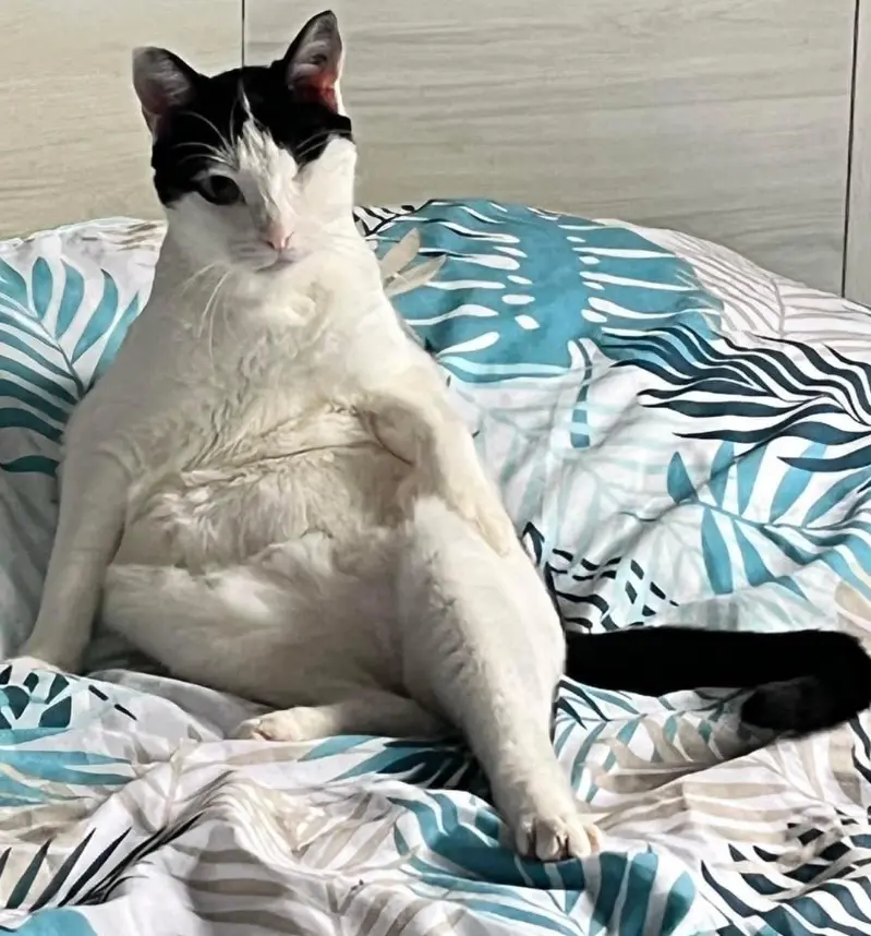 Chat Perdu 33 Gironde - Tily Chat Perdu 33 Gironde - Tily