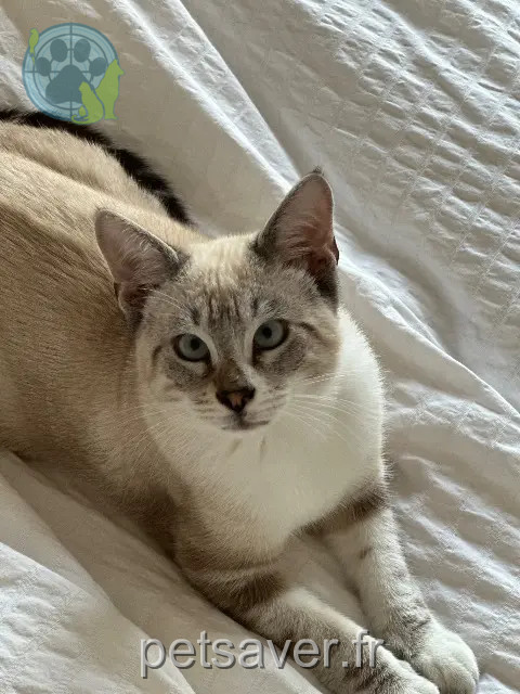 cat lost 33370 Tresses Titji cat lost 33370 Tresses Titji