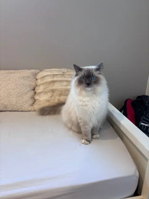 chat lost   33520 Bruges Tokyo