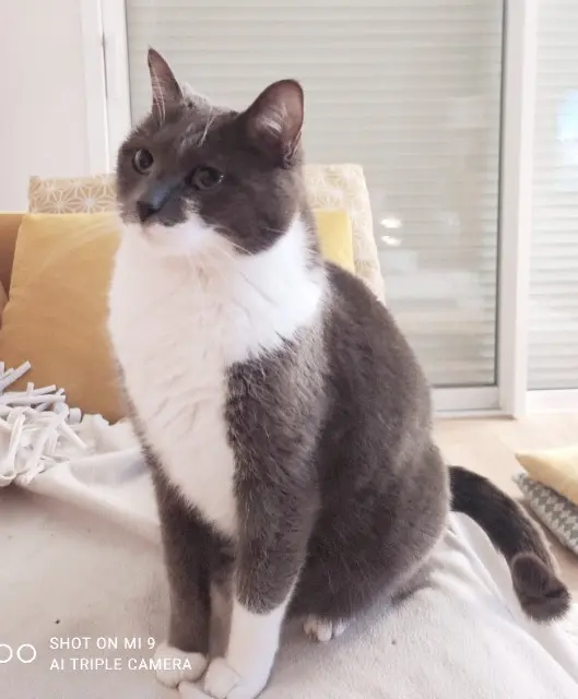 chat lost   33410 Cadillac-sur-Garonne Tootsy