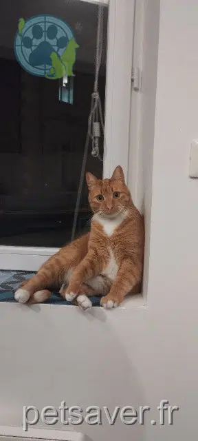 chat lost   33880 Cambes Toulouse