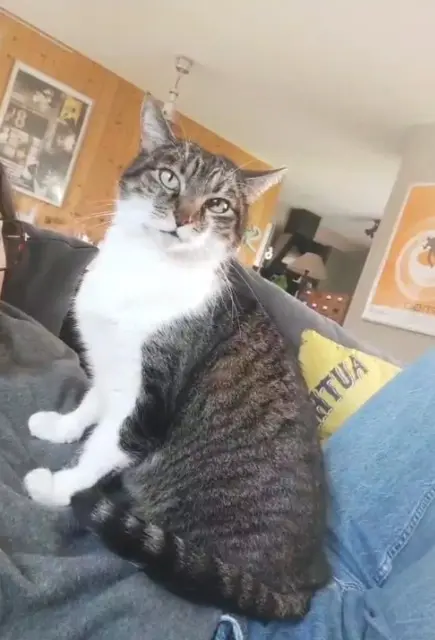 chat lost   33510 Andernos-les-Bains Tsuba