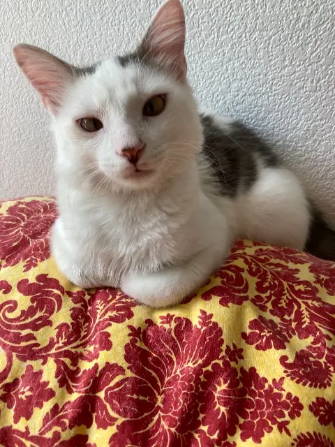 chat lost   33185 Le Haillan Tsuki