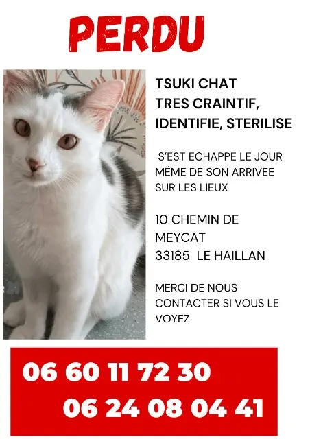 chat lost   33185 Le Haillan Tsuki