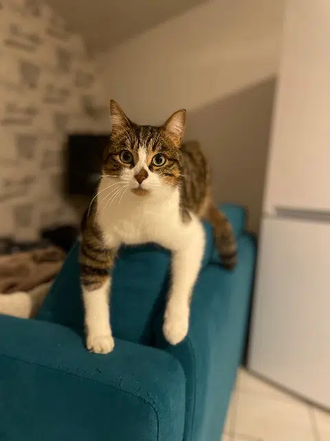 chat lost   33127 Saint-Jean-d'Illac Uki