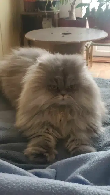 gato perdido 33220 Sainte-Foy-la-Grande Ulys gato lost 33220 Sainte-Foy-la-Grande Ulys