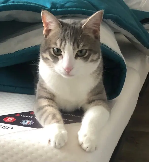 chat lost   33730 Noaillan Ulysse