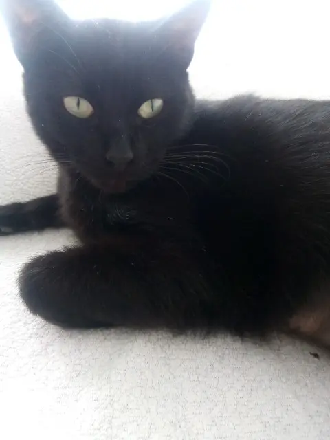 chat lost   33610 Cestas Vadim