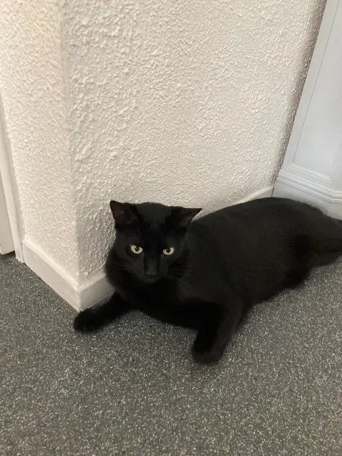 chat lost   33610 Cestas Vadim