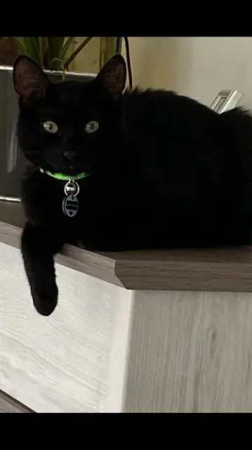 chat lost   33920 Saint-Yzan-de-Soudiac Vegas