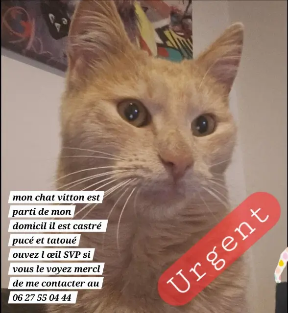 cat lost   33140 Villenave-d'Ornon Vitton