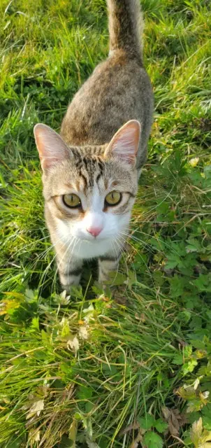 chat lost   33670 Saint-Genès-de-Lombaud Wall-e