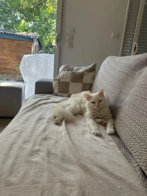 chat lost   33470 Gujan-Mestras Winnie