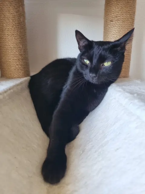 chat lost   33400 Talence Yami