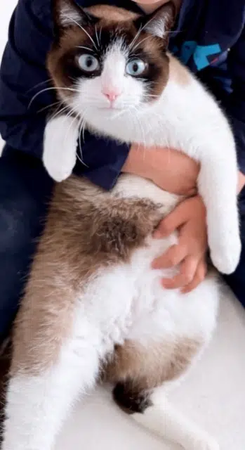 chat lost   33640 Portets Youki