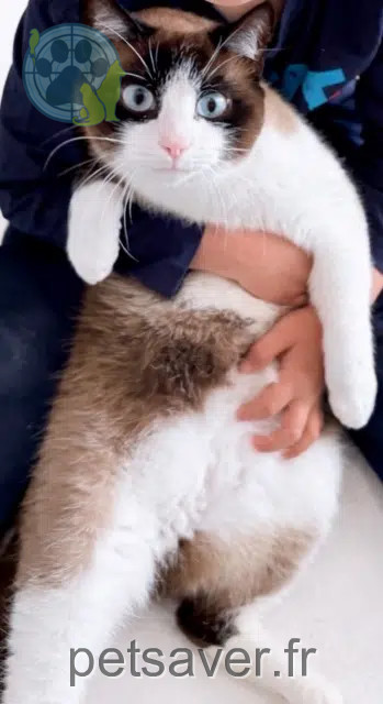 chat perdu 33640 Portets Youki chat lost 33640 Portets Youki