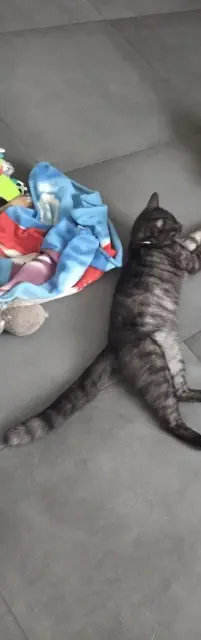 chat lost   33830 Belin-Béliet Yoyo