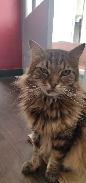 cat lost   33400 Talence Zazou
