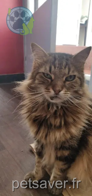 kater vermist 33400 Talence Zazou kater lost 33400 Talence Zazou