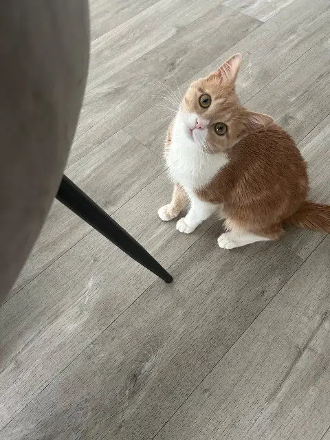 chat lost   33310 Lormont Zitoni