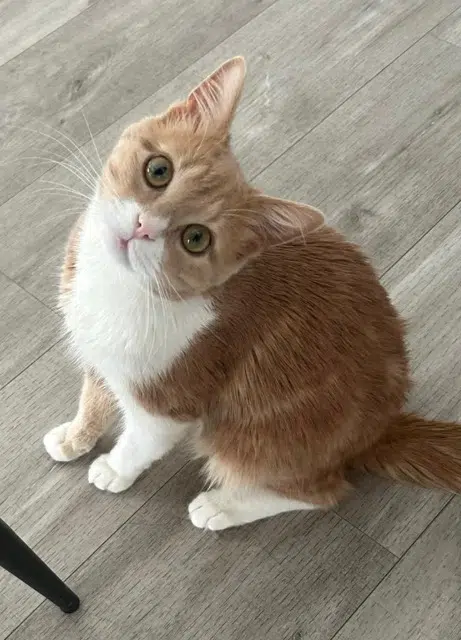 chat lost   33310 Lormont Zitouni