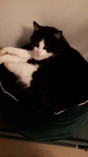 chat lost   33160 Saint-Médard-en-Jalles Zorro