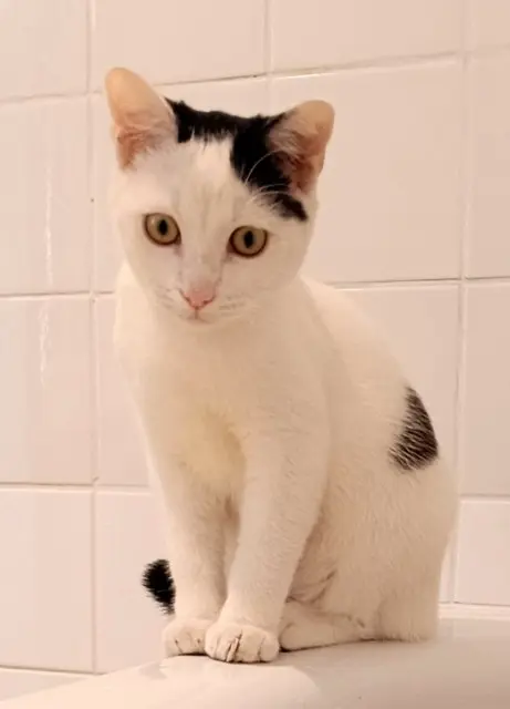chat perdu 33190 La Réole Zou chat lost 33190 La Réole Zou