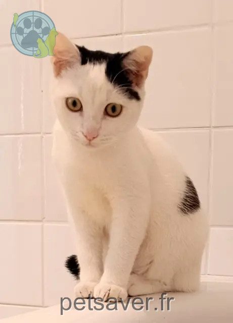 cat lost 33190 La Réole Zou cat lost 33190 La Réole Zou