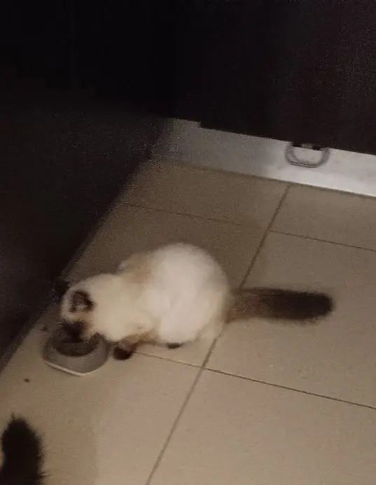 Chat Perdu 33 Gironde Chat Perdu 33 Gironde