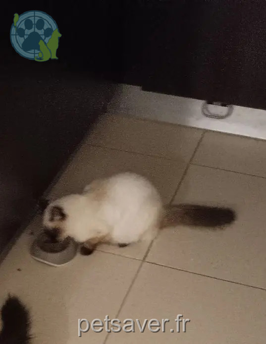 Chat Perdu 33 Gironde Chat Perdu 33 Gironde