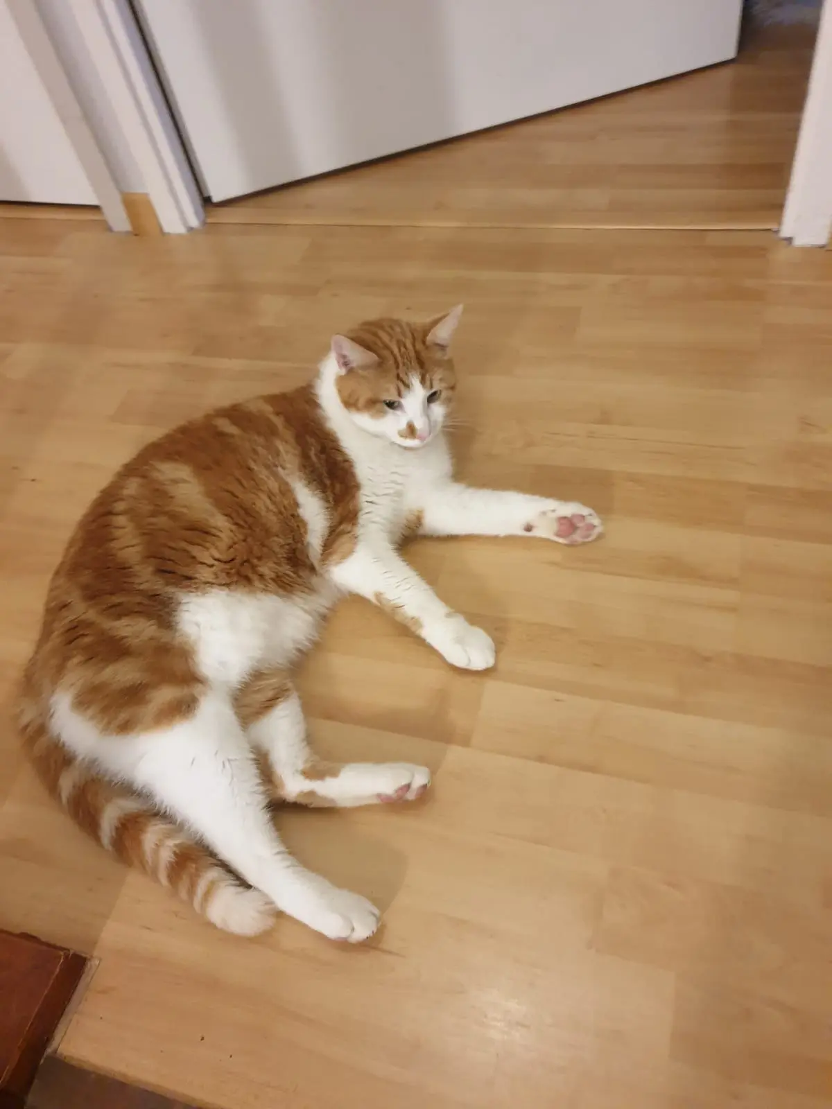 Chat Perdu 33 Gironde Chat Perdu 33 Gironde