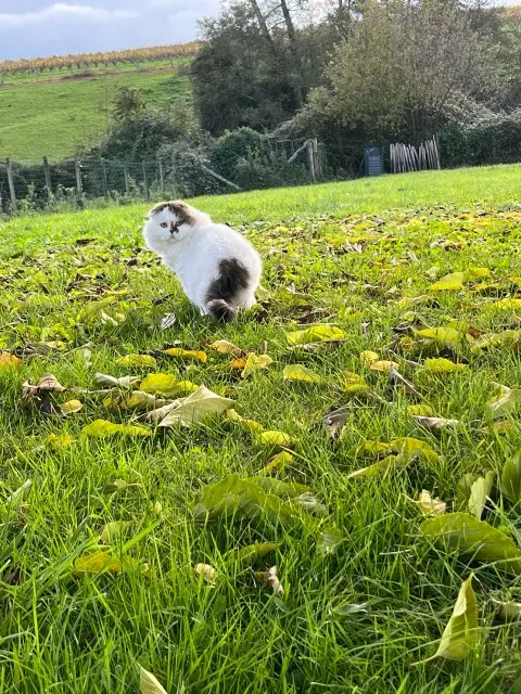 chat lost   33820 Pleine-Selve Pouchock