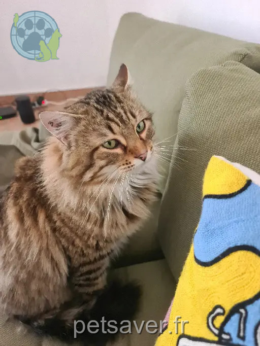 Chat Perdu 34 Hérault Chat Perdu 34 Hérault