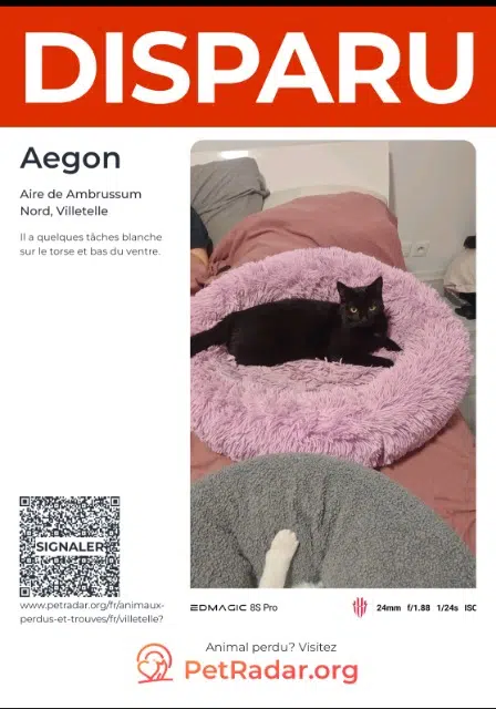 chat lost   34400 Villetelle Aegon