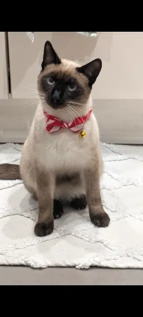 chat lost   34350 Vendres Aqui