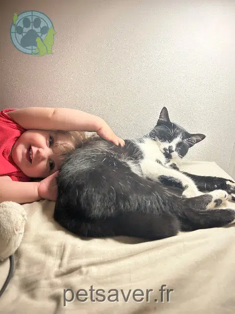 chat lost   34500 Béziers Arlo