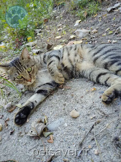 chat lost   34420 Villeneuve-lès-Béziers Arès