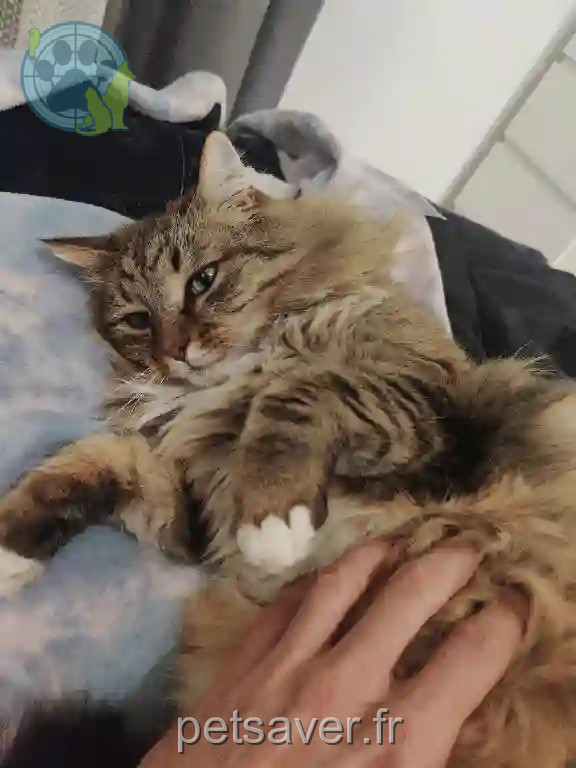 Chat Perdu 34 Hérault - Aslan Chat Perdu 34 Hérault - Aslan