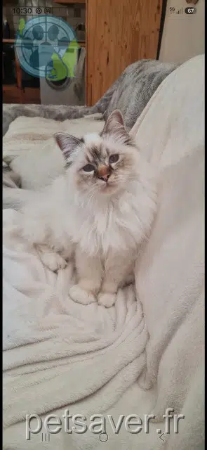 chat lost 34310 Montady Aslan