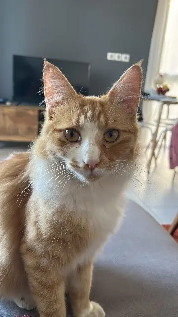 chat lost   34130 Saint-Aunès Aya