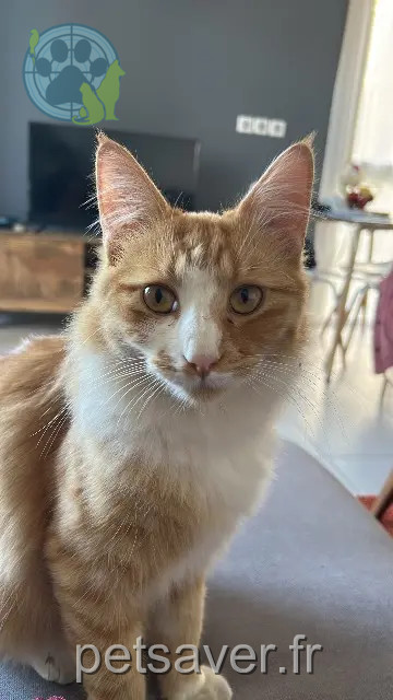 kater vermist 34130 Saint-Aunès Aya kater lost 34130 Saint-Aunès Aya