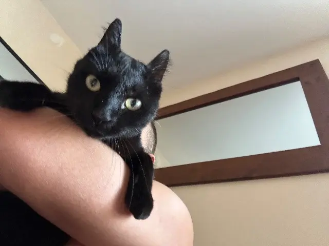 chat lost   34500 Béziers Azur