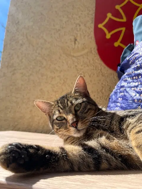 chat lost   34600 Bédarieux Balou